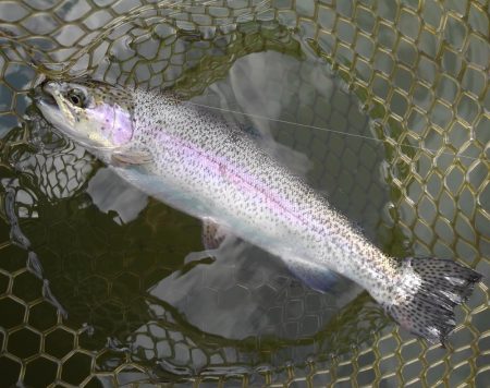 大安トラウトレイク釣果